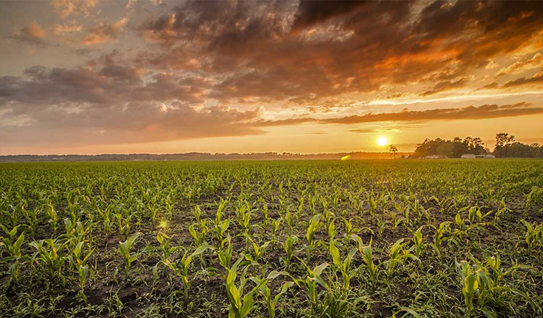 Corn fields outside of Arapahoe, North Carolina, at sunset.