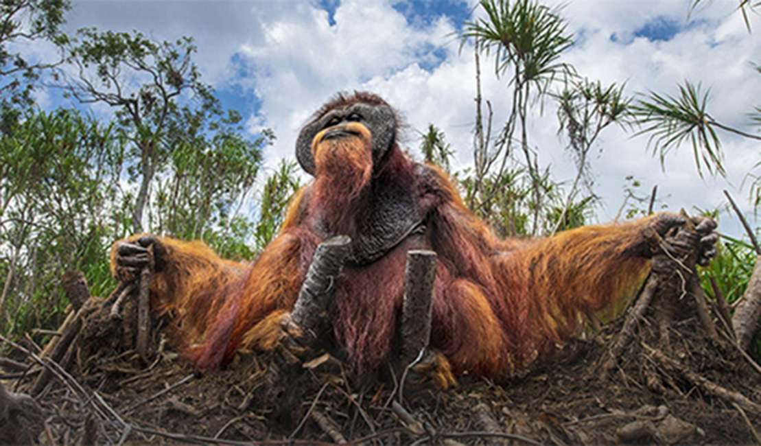 An orangutan in Indonesia. © THOMAS VIJAYAN/TNC Photo Contest 2021