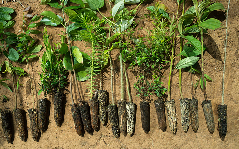 Native tree saplings are prepared for planting in the Mantiqueria Range of Brazil's Atlantic Forest. &copy; Robert Clark