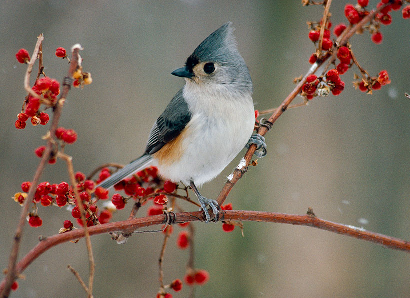 Tufted Titmouse photographed during winter in Michigan. &copy; Janet Haas