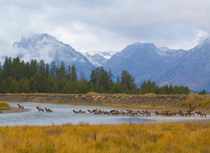 Elk fording the Snake River in Wyoming. &copy; Scott Copeland