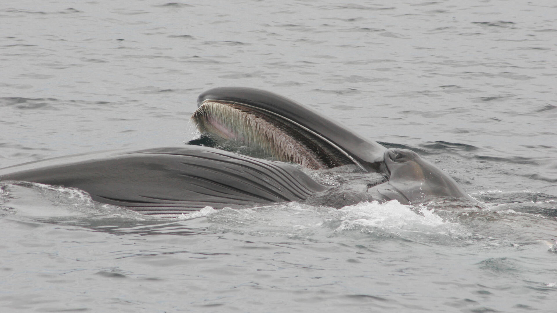 Fin whale partially surfacing in the ocean.