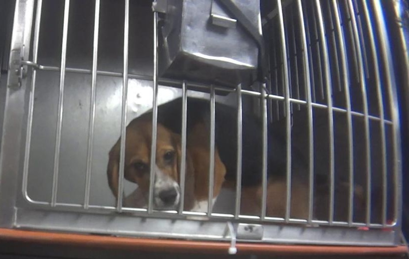 A beagle in a pesticide toxicity test. Photo is illustrative of industry-wide testing conditions and is not tied to the specific studies analyzed below.