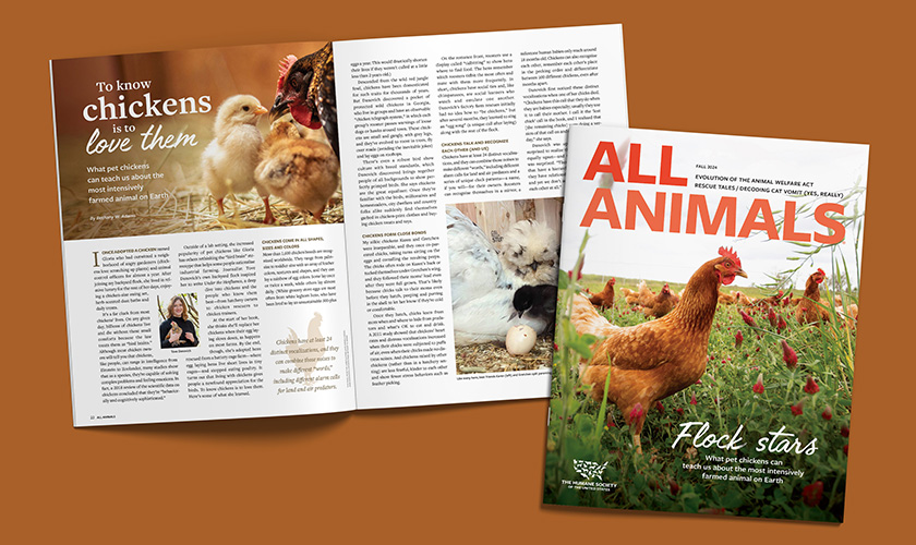 All Animals magazine cover image