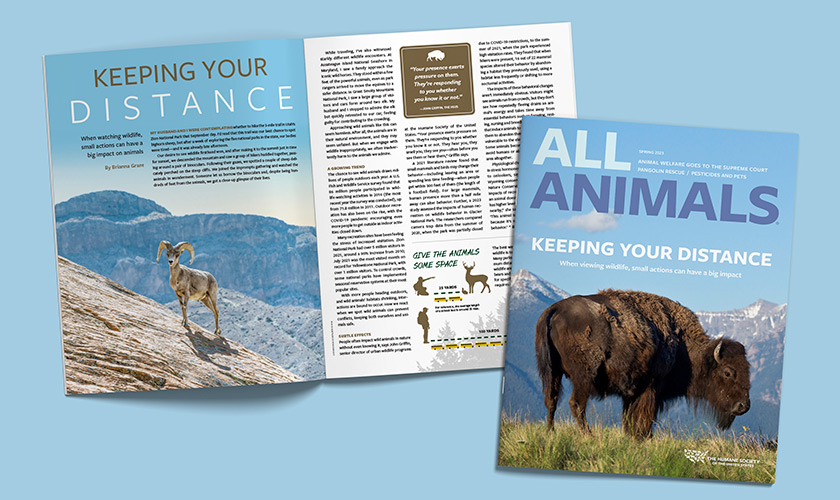All Animals magazine cover image