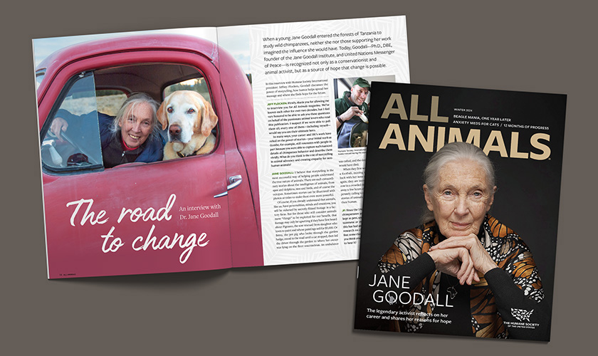 All Animals magazine cover image