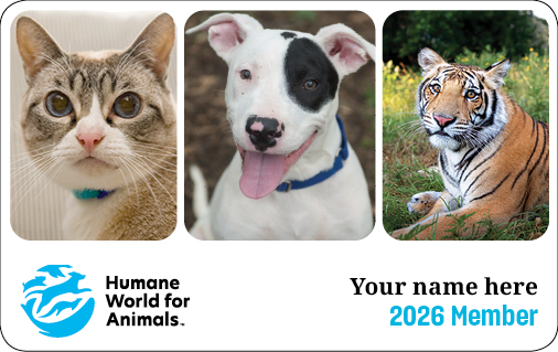 Several happy animals