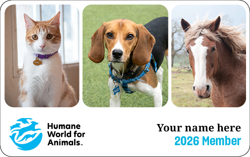 Several happy animals