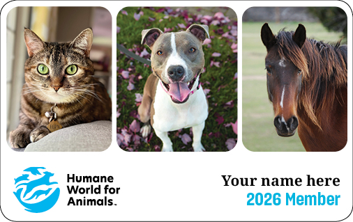 Several happy animals
