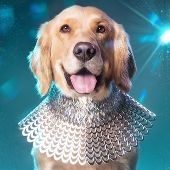 a dog wearing a fancy silver collar