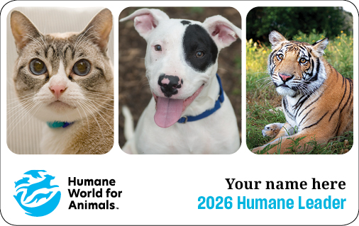 Several happy animals
