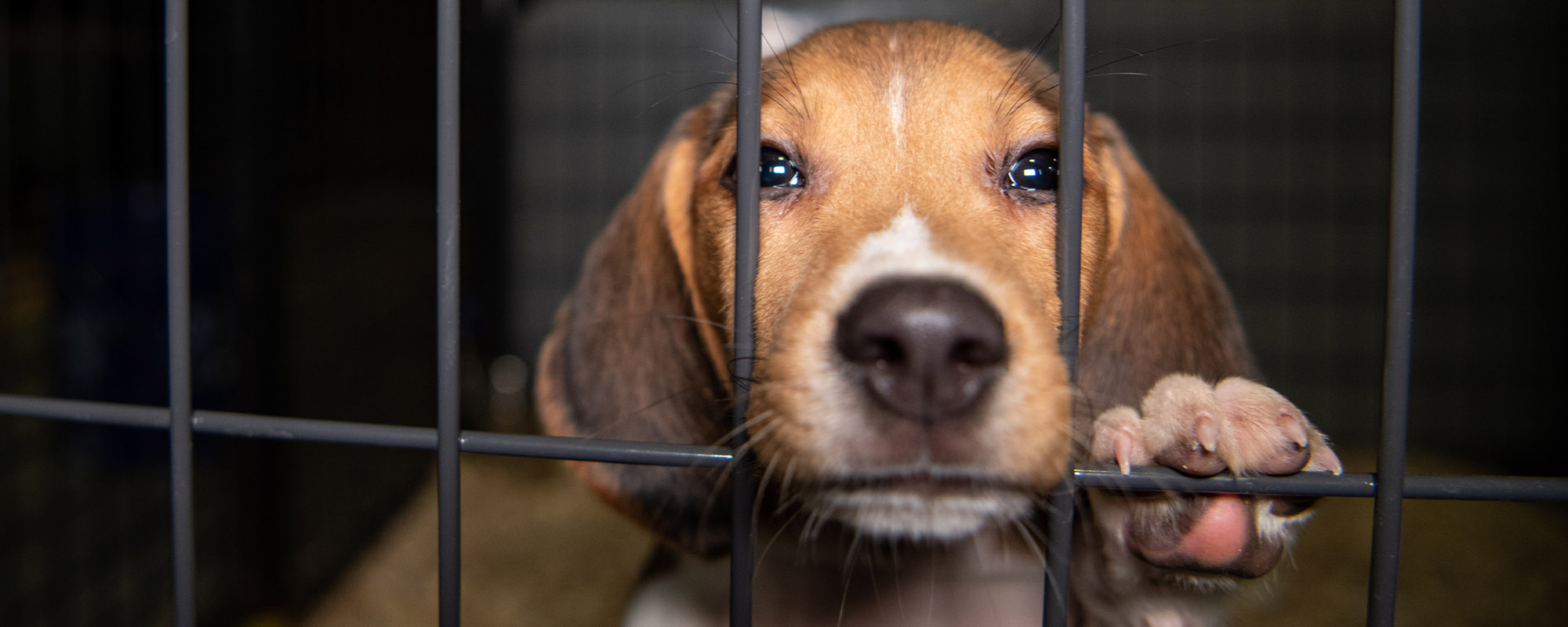 Beagle in a kennel