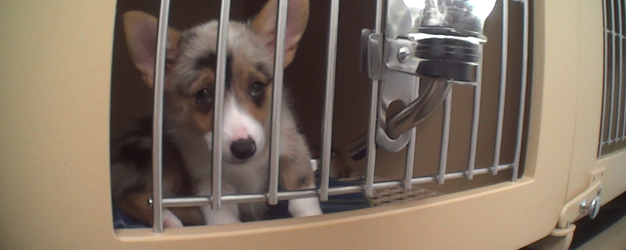 Is Petland Pet Friendly? Unveiling the Truth Behind Their Policies