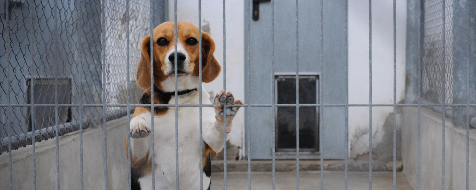 a dog in a cage at a lab