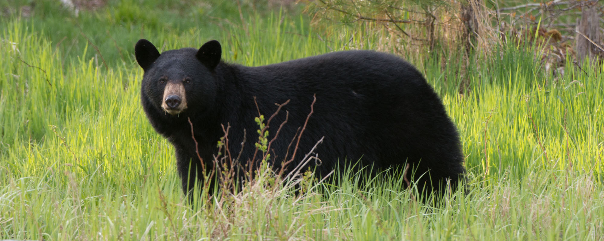 A black bear in the woods.