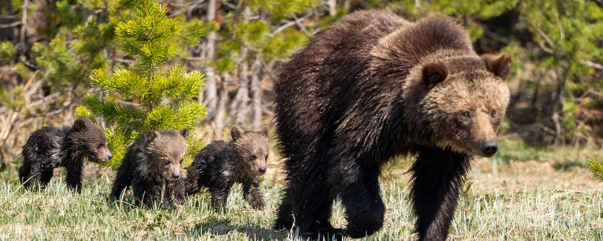 a bear with three cubs