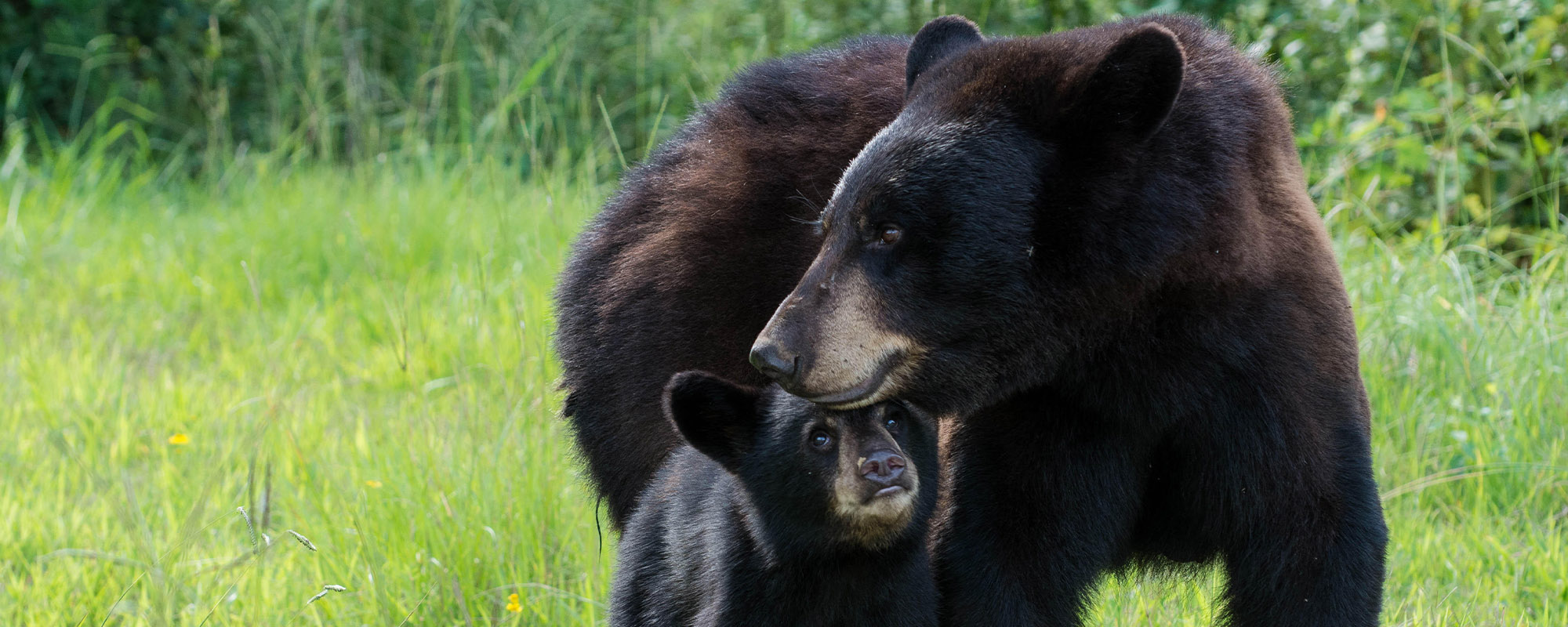 A mother black bear and her cub.
