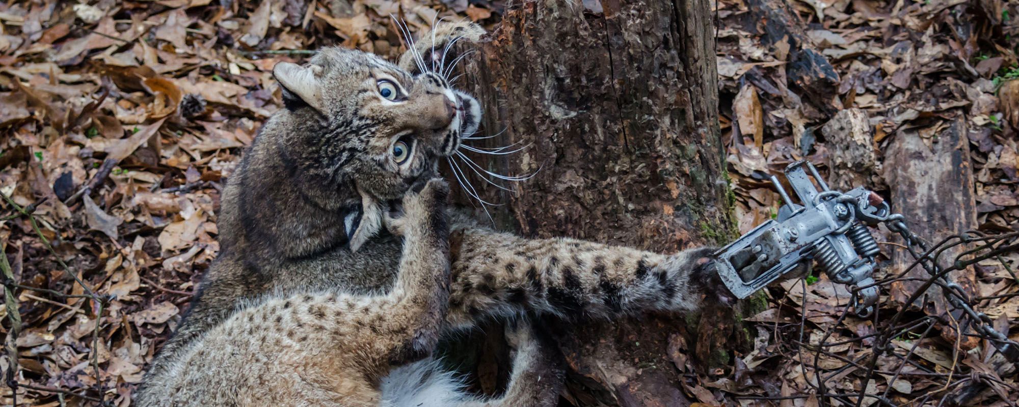 A bobcat caught in a leghold trap.
