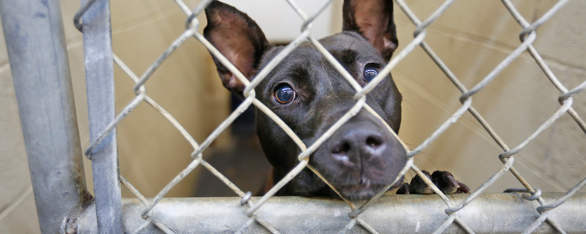 a dog in a shelter