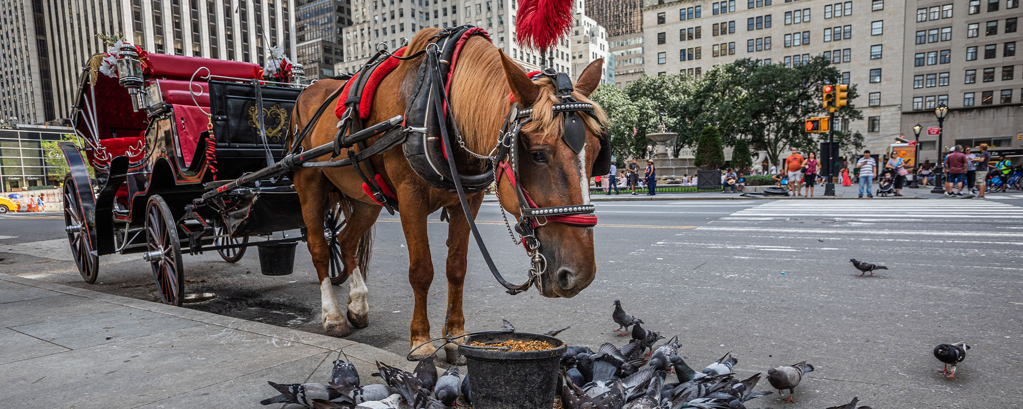 Carriage horse in NYC.