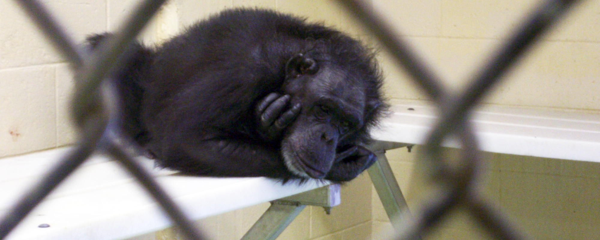 A photo of a sad chimpanzee in a testing facility.