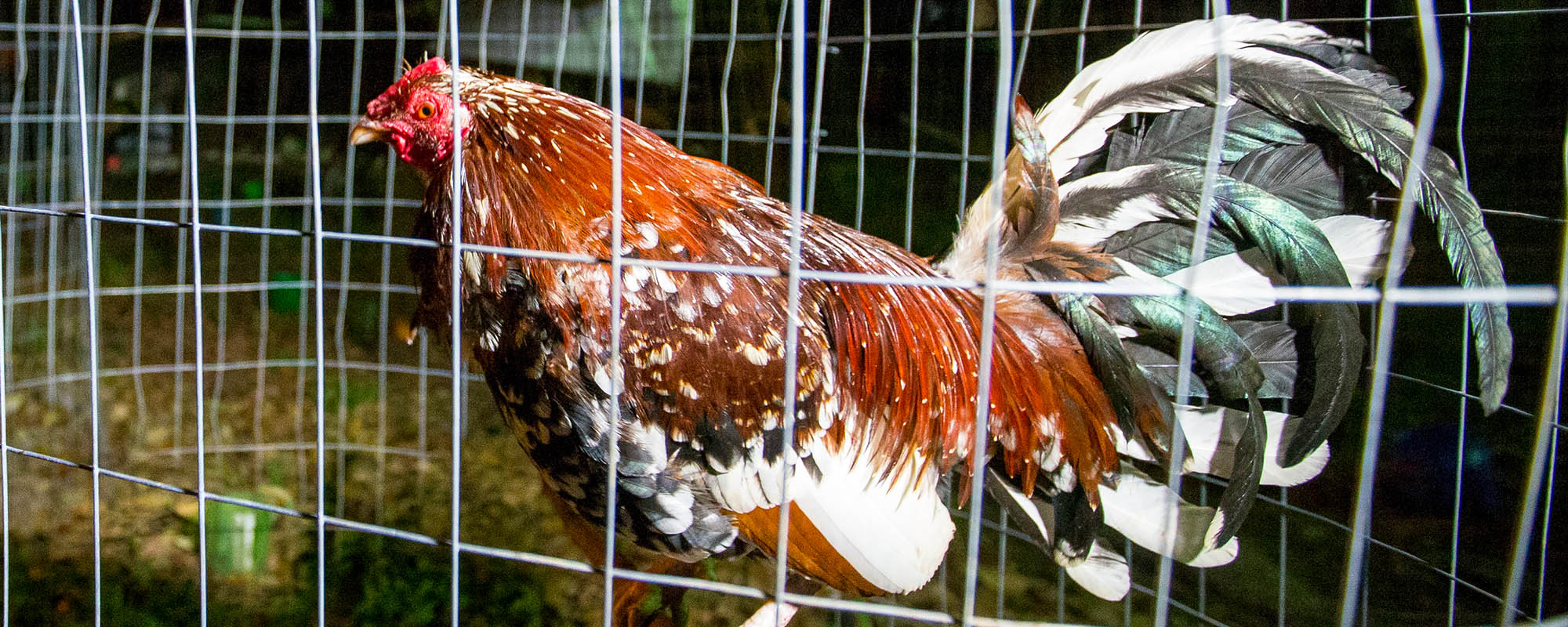 rooster in a cage