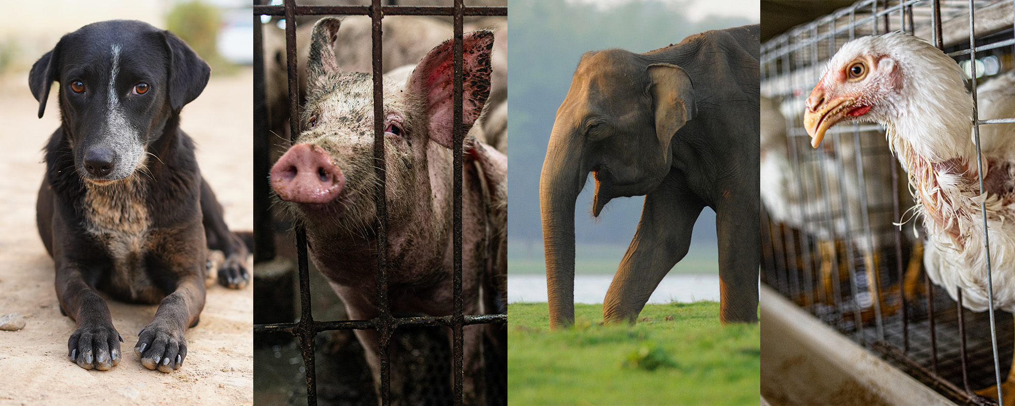 Collage of animals.