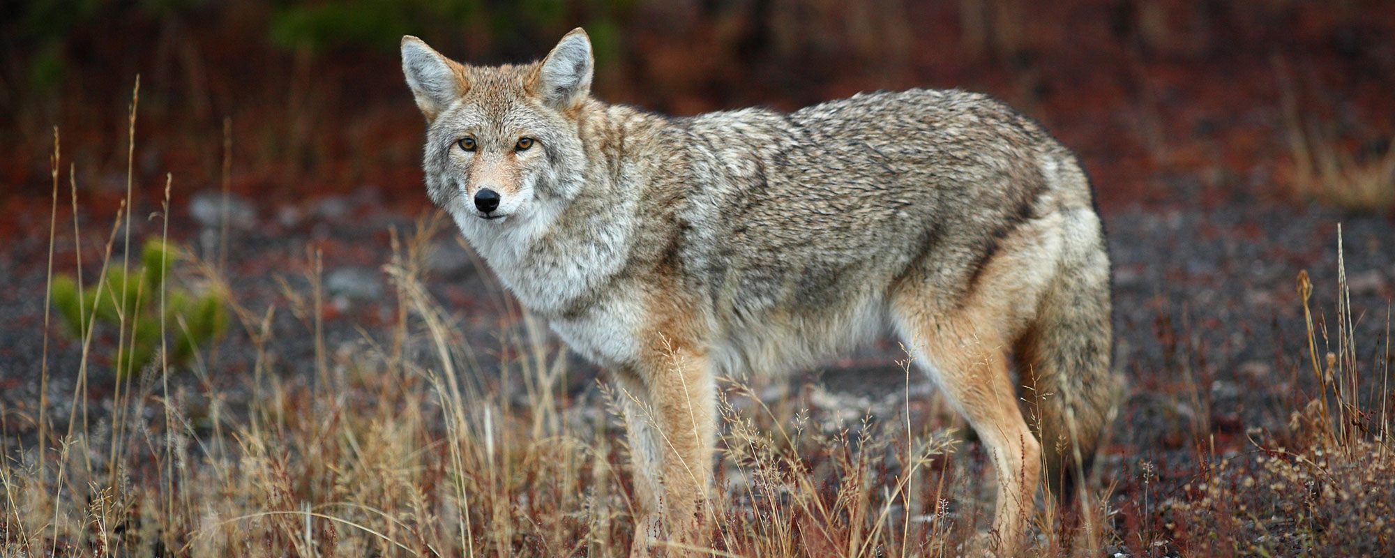 A coyote in the woods.