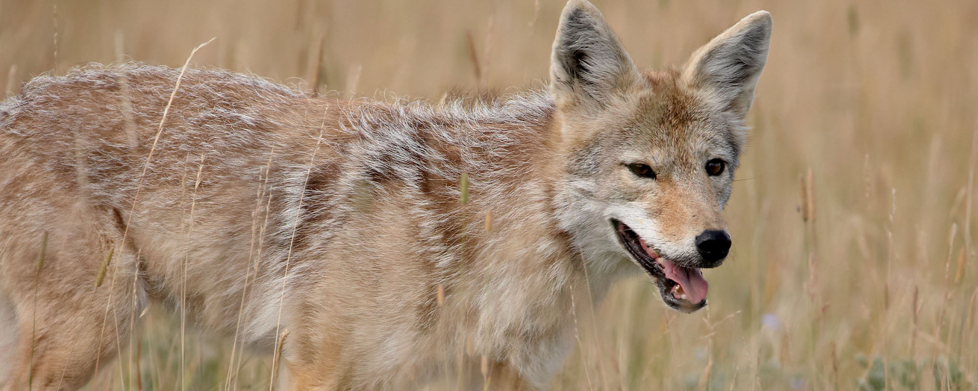 a coyote