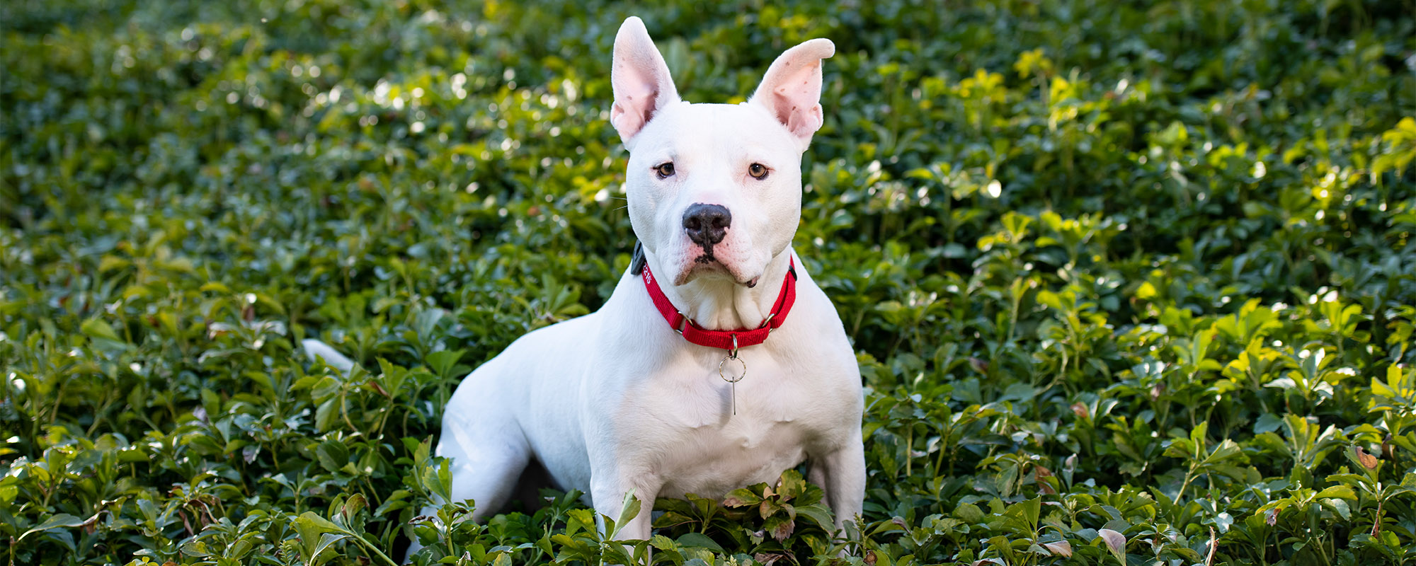 A pitbull standing in the grass.