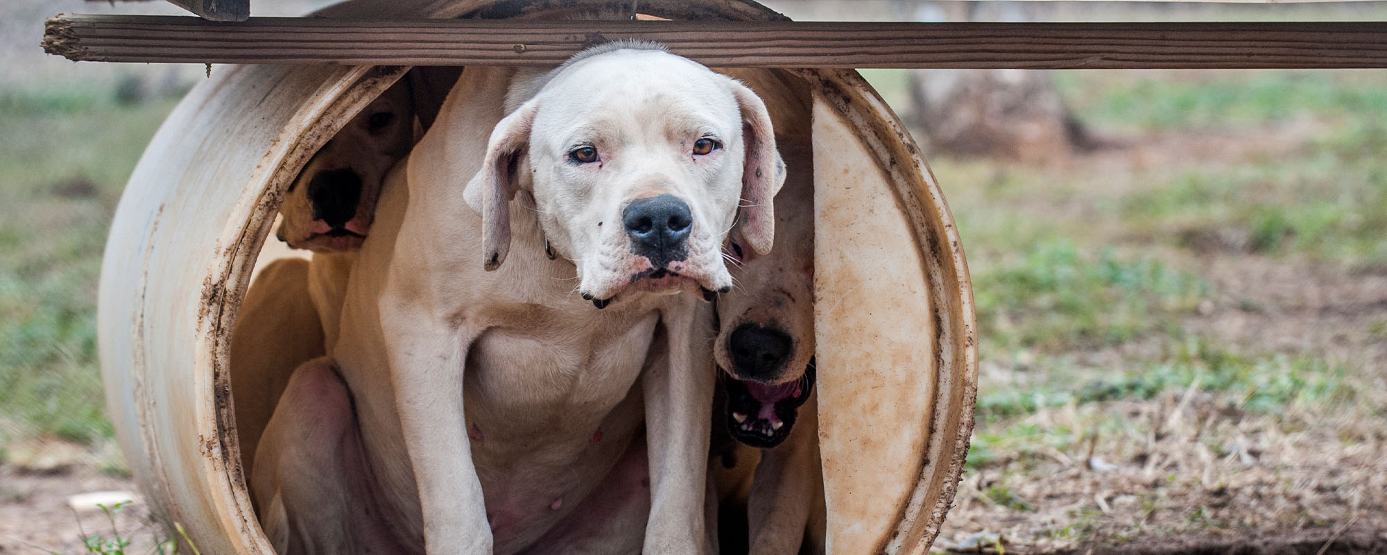 An outdoor dog on a chain in a makeshift shelter