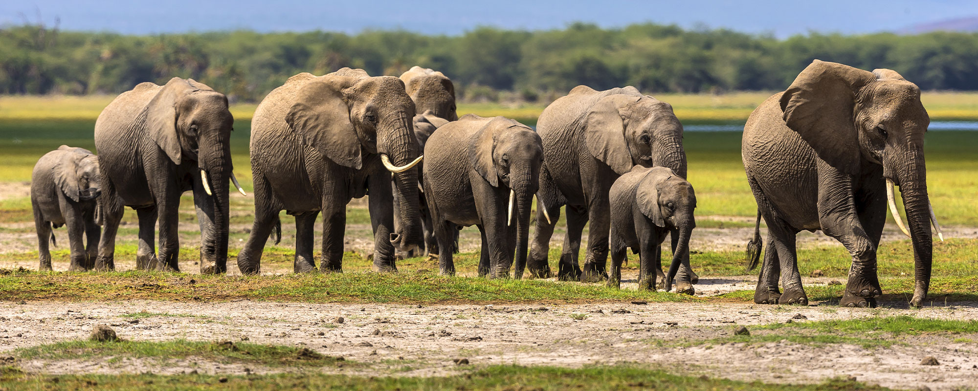 A group of elephants.