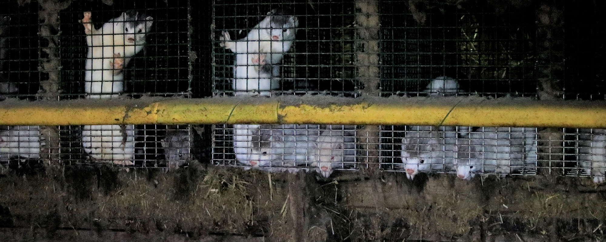 several mink standing in a dirty cage