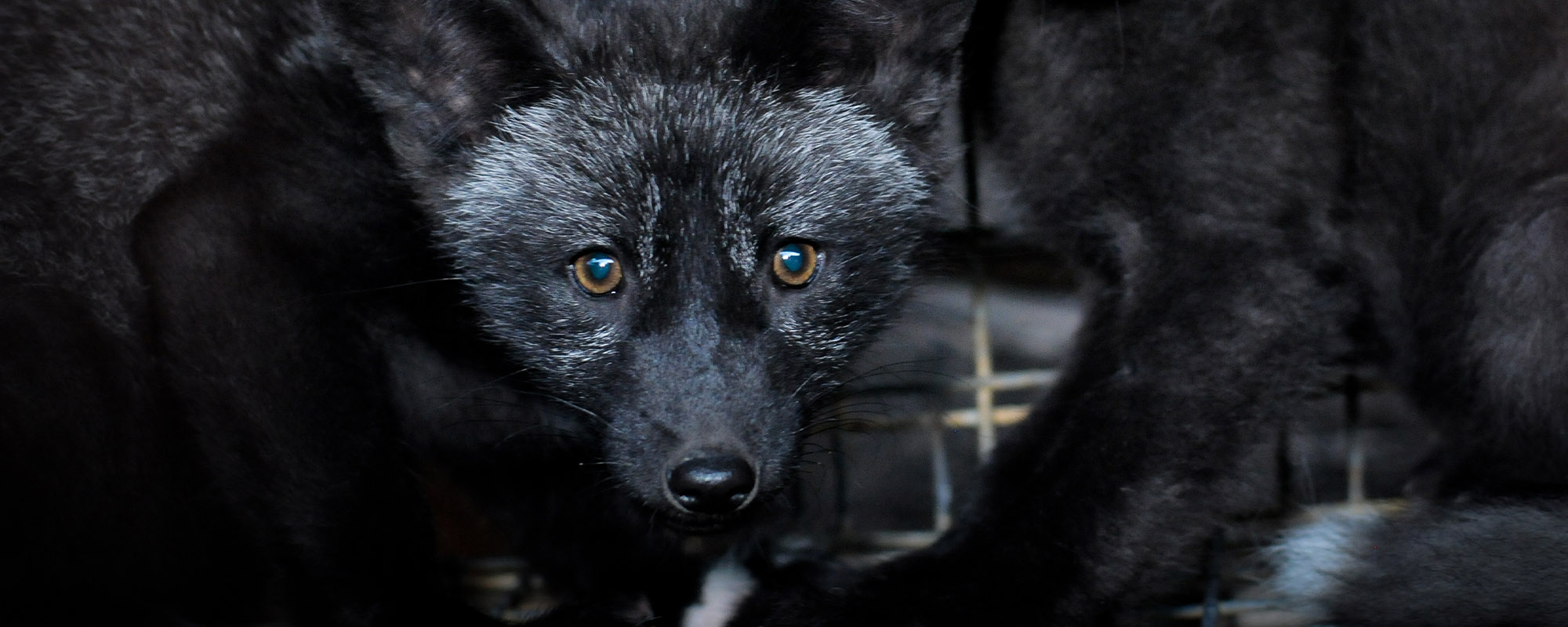 A black fox on a fur farm