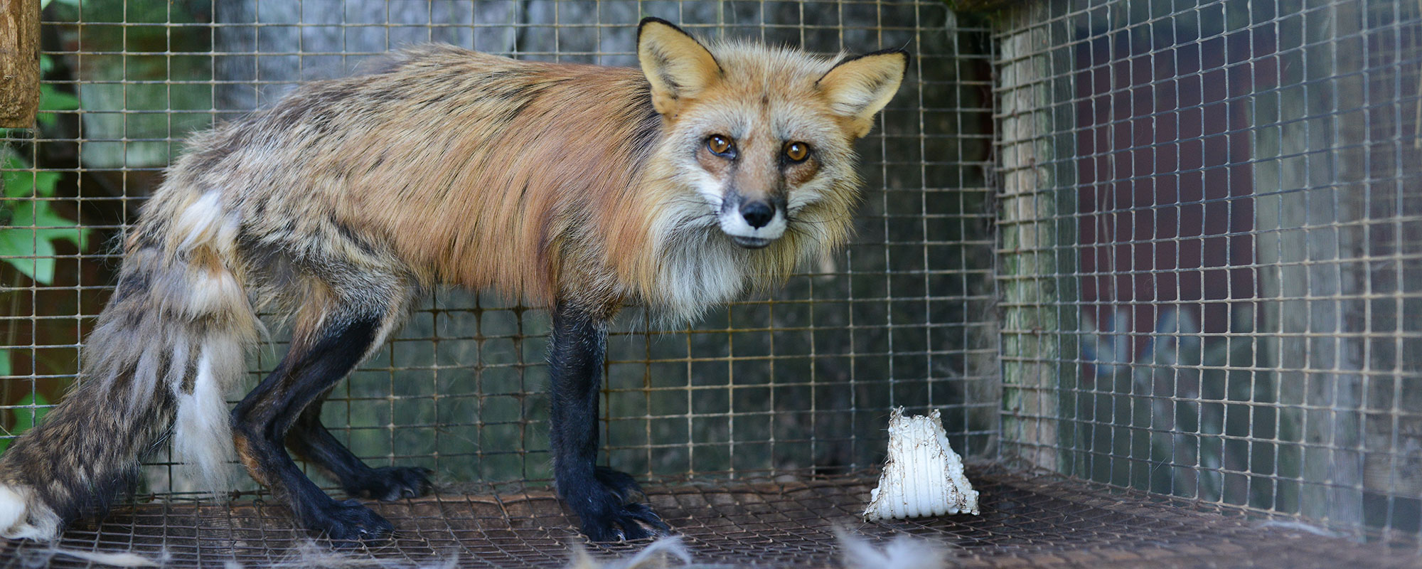 A photo of a fox in a cage