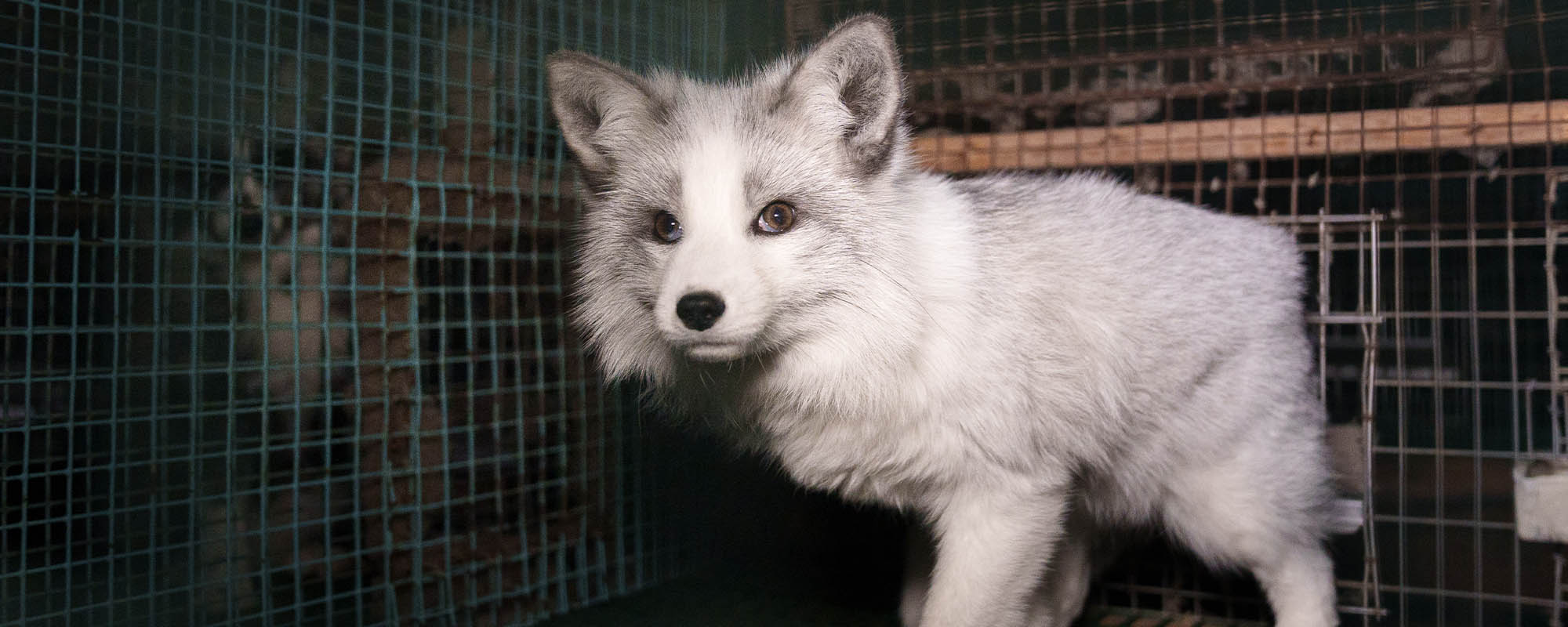 White fox with thick fur standing inside a wire cage.