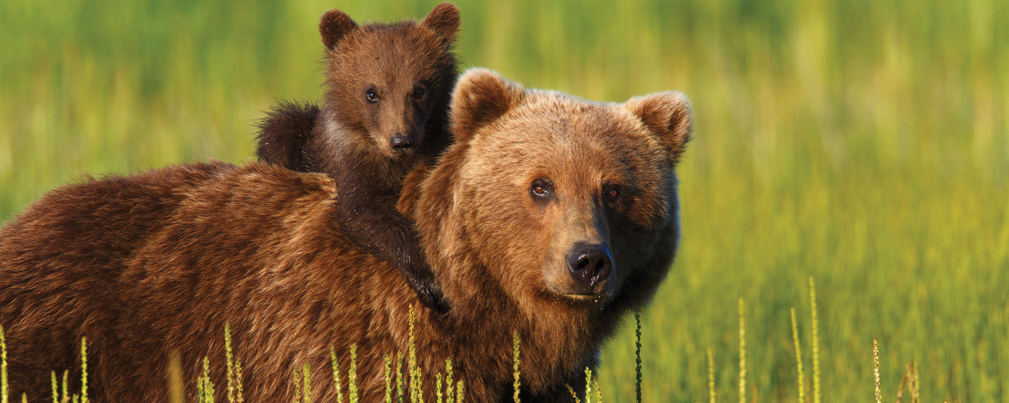 A grizzly bear and their cub
