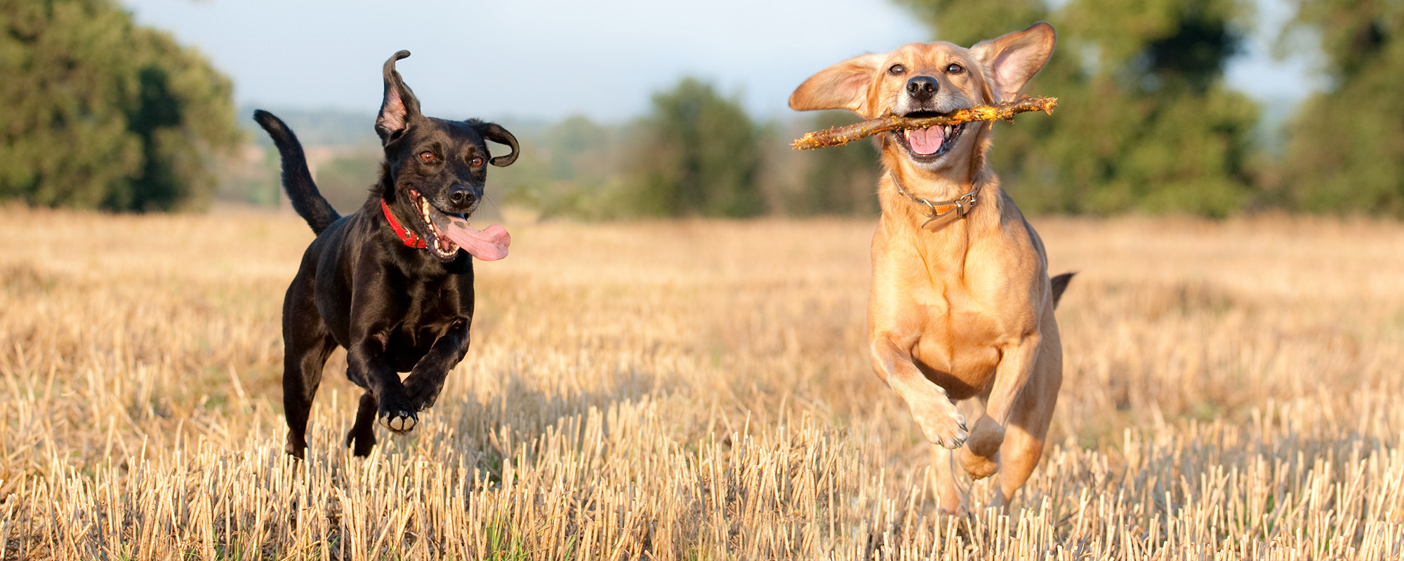 Happy dogs running.
