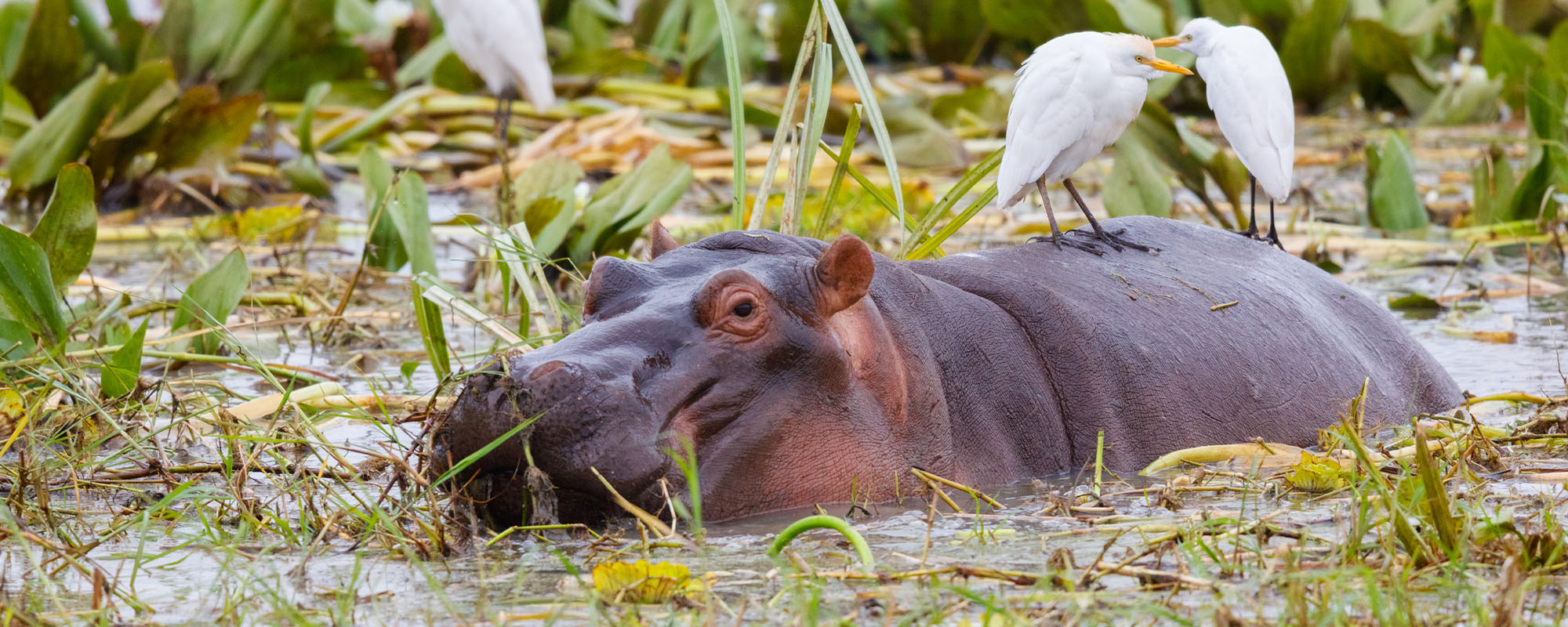 A hippo laying in a marsh