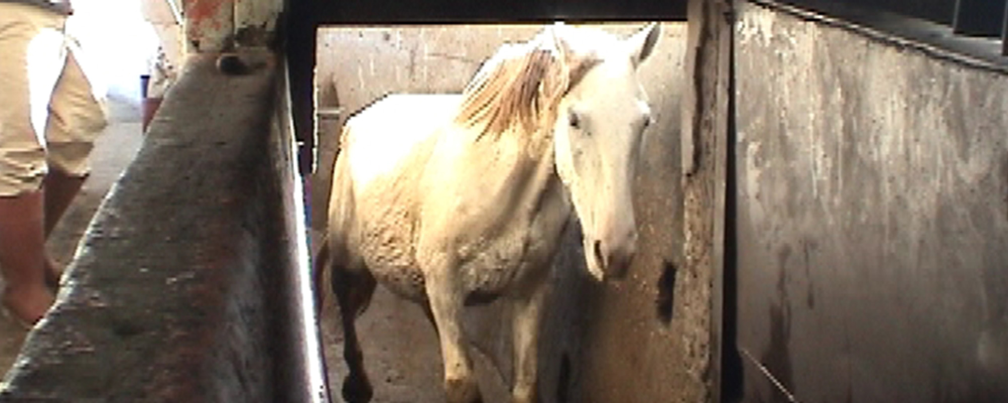 a horse headed to slaughter