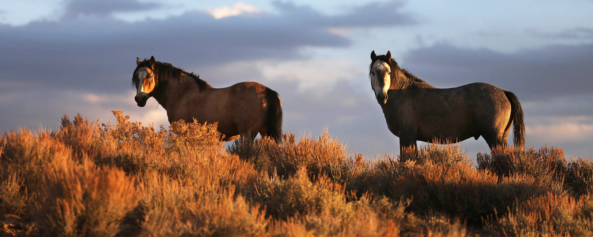 two horses standing on a hill