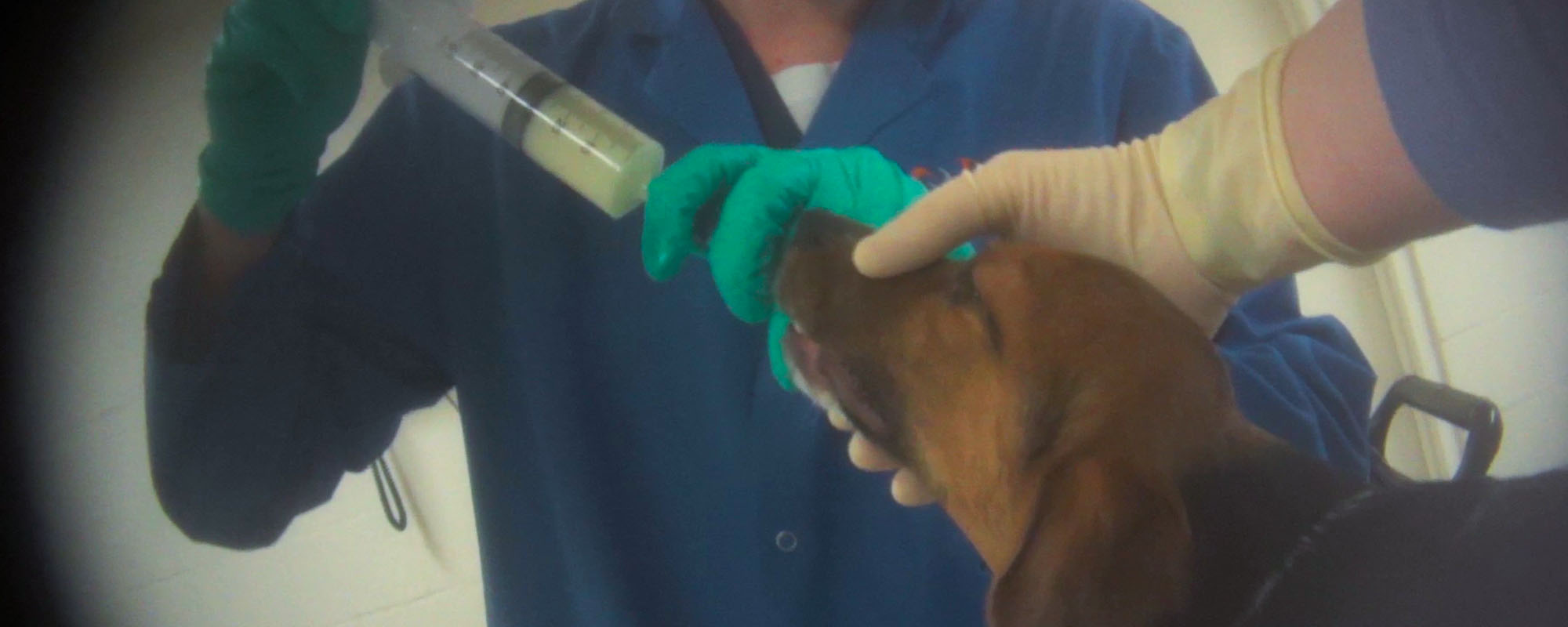 A dog being tested on