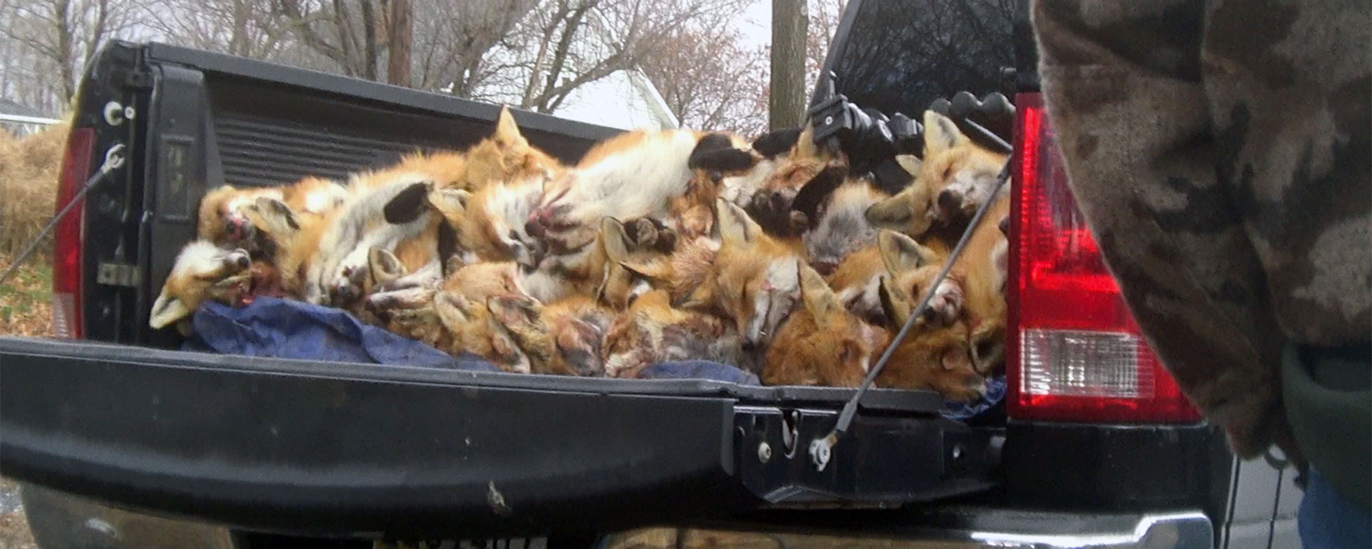 A photo of dead coyotes in a pickup truck