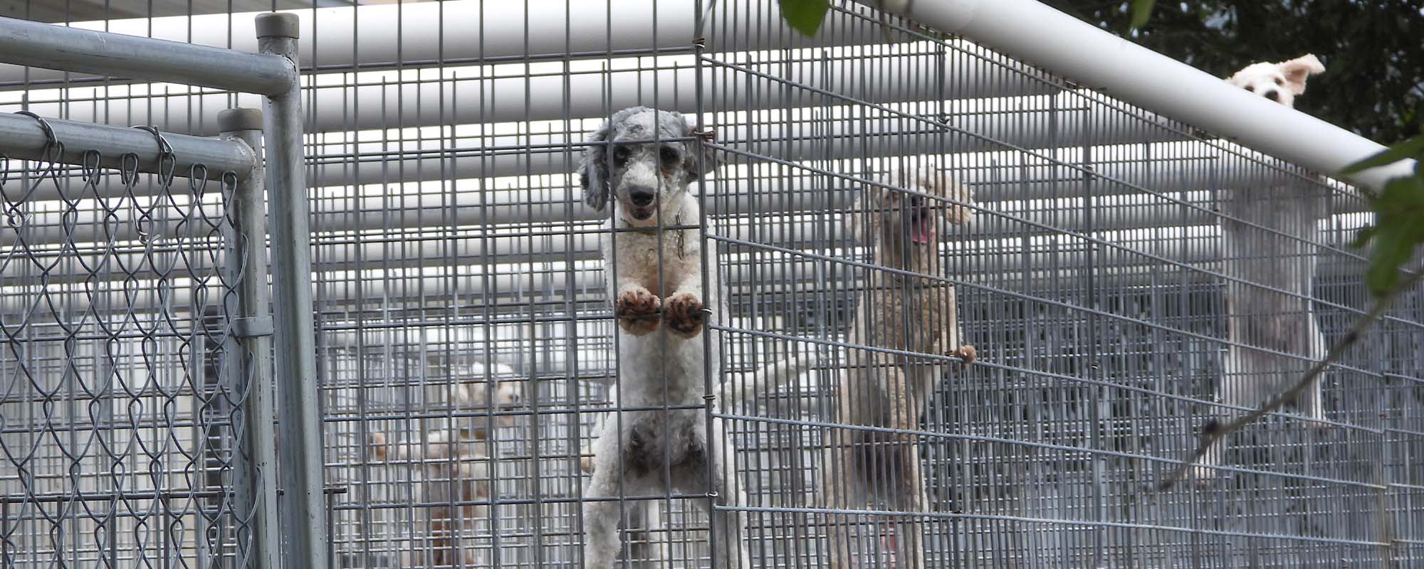 Photo of a sad puppy in a cage