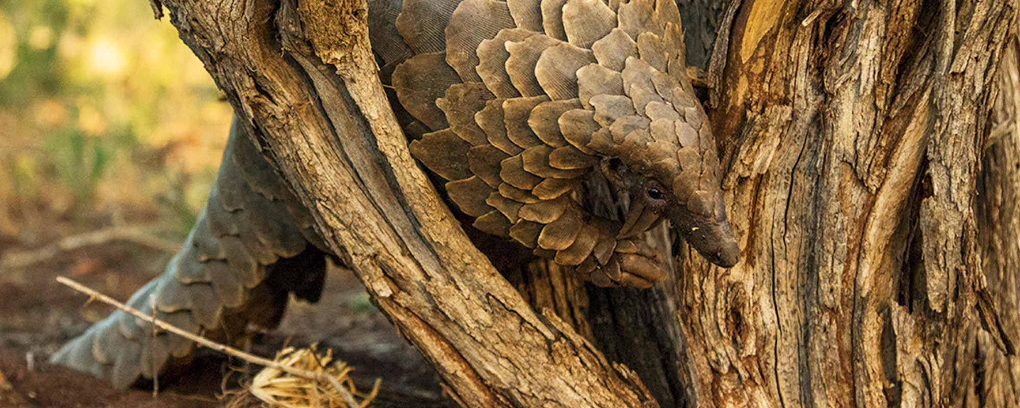 a pangolin in the wild
