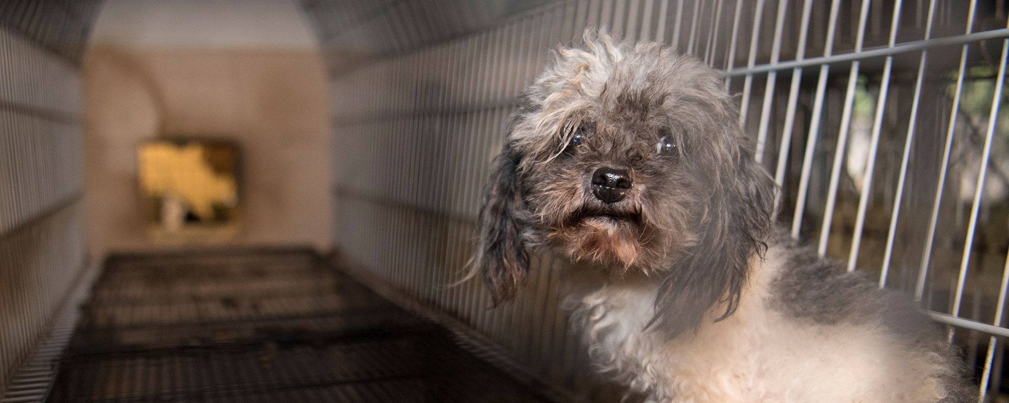 A scared looking dog in a long cage
