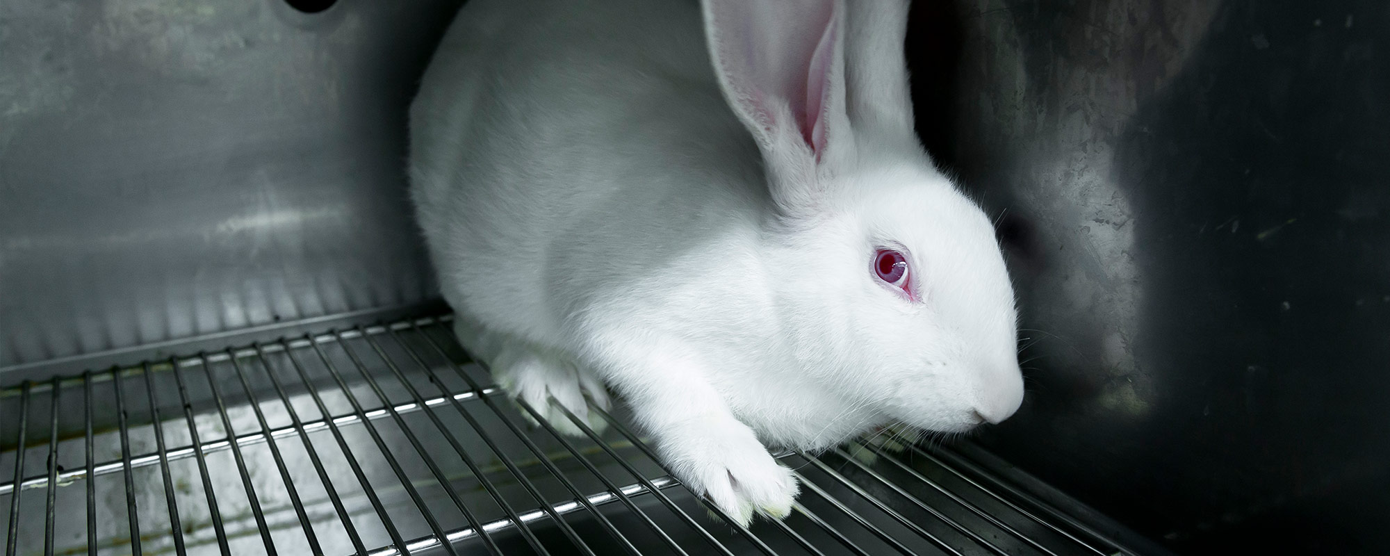 Support cruelty-free cosmetics | The Humane Society of the United States