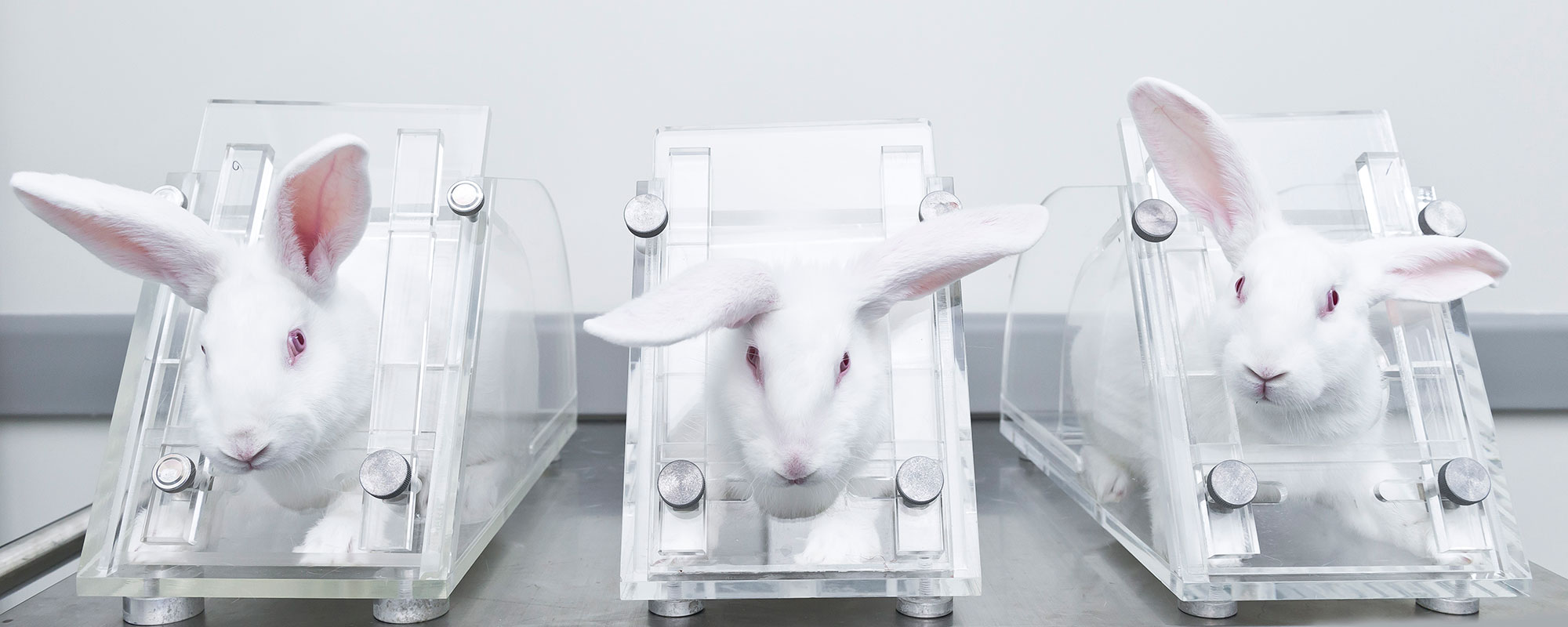 Photo of three rabbits in small enclosures in a lab