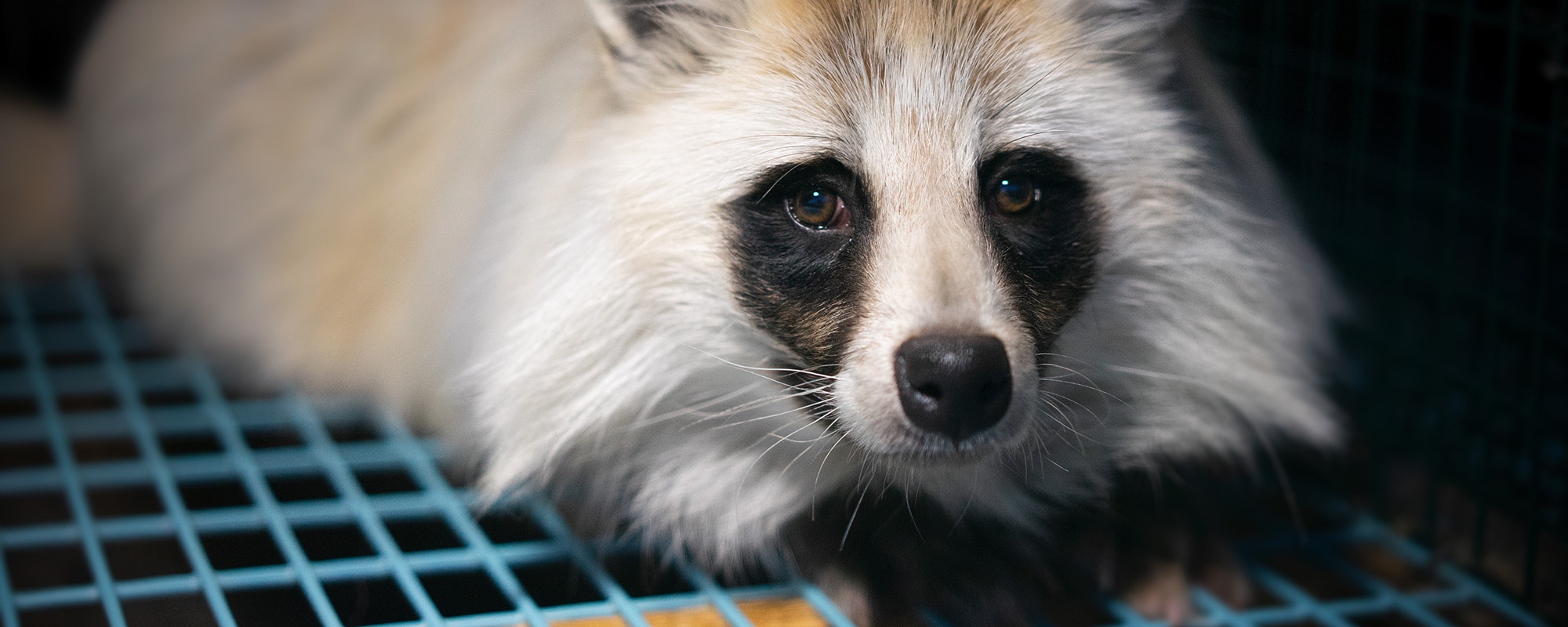 Raccoon dog in a cage on a fur farm