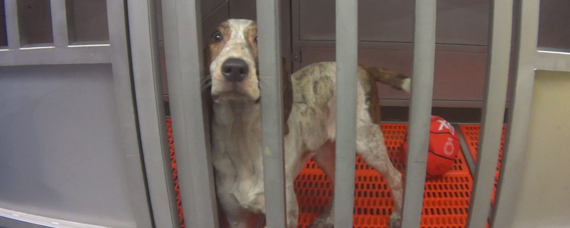 A dog in a cage at a testing facility.